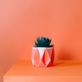 11cm Self-watering POTR Pot | Coral