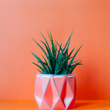 18cm Self-watering POTR Pot | Coral