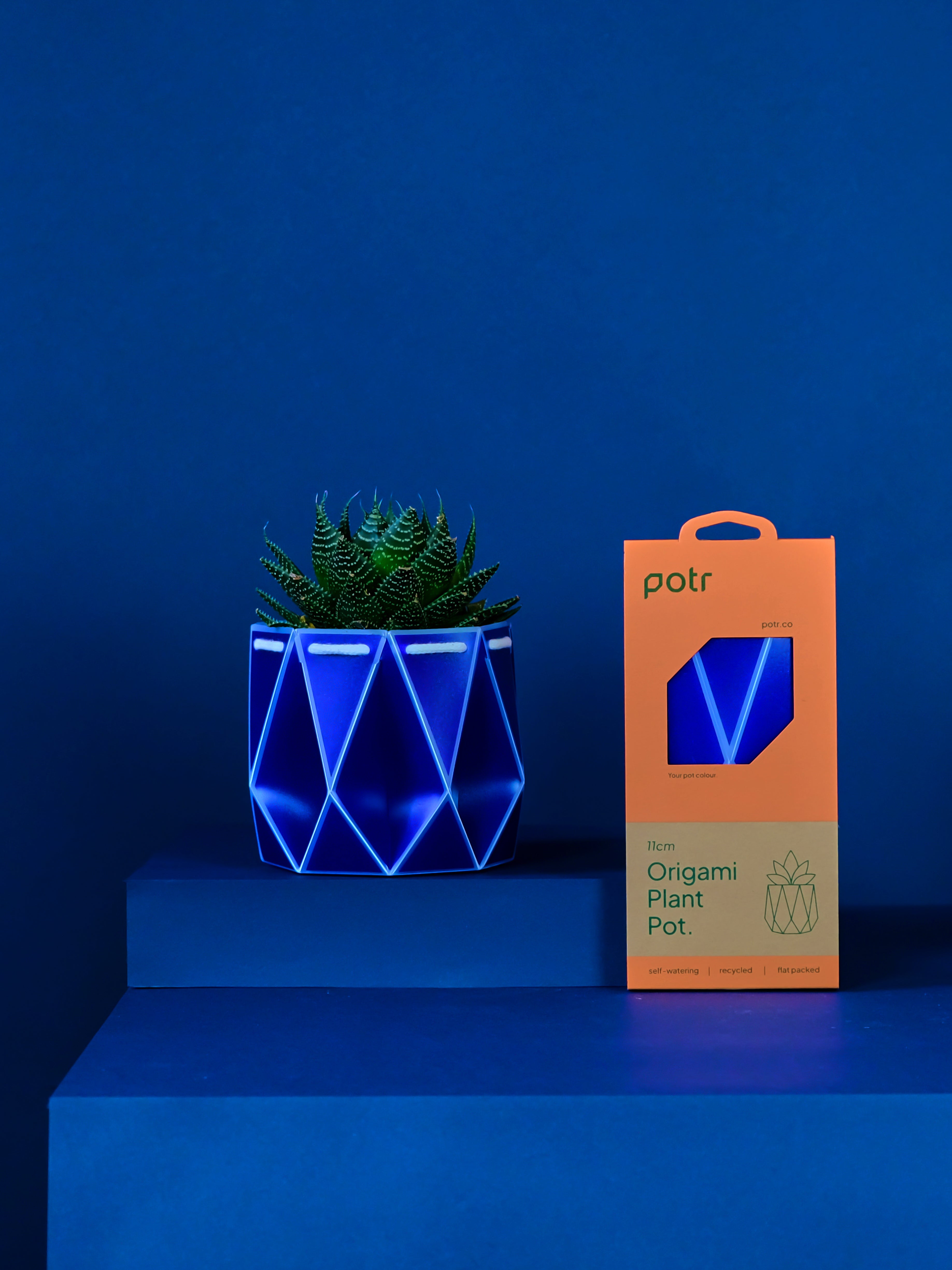 Blue pot with a succulent inside and its packaging on the right placed on a blue background