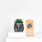 dark pot with a succulent inside and its packaging on the right placed on a light background