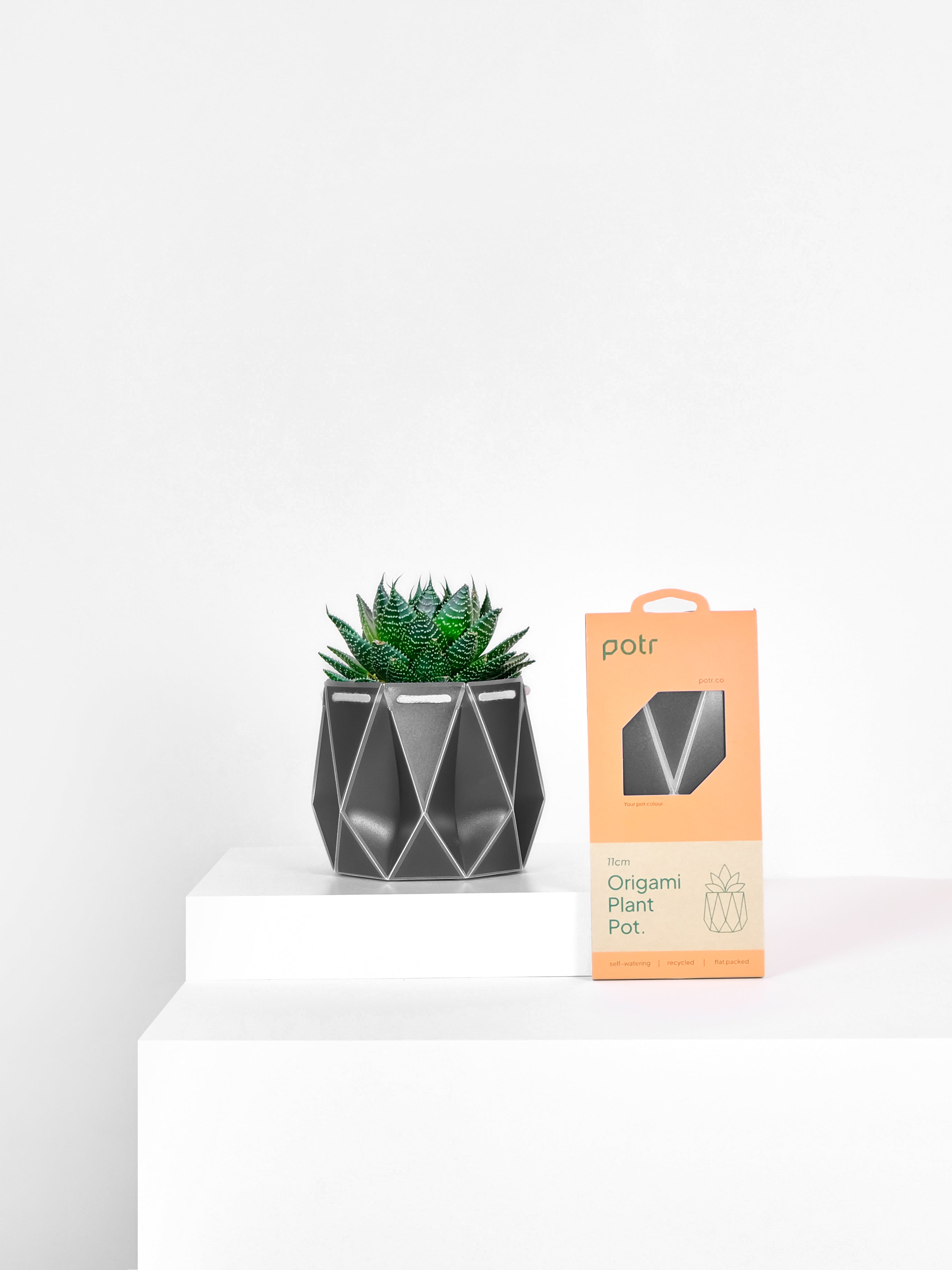 dark pot with a succulent inside and its packaging on the right placed on a light background