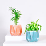 two same size pots with plants, one orange and one blue placed on a light background