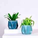 two pots with plants inside, one blue and one aqua placed on a light background