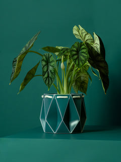 A green pot containing a green plant placed on a green background
