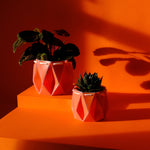two orange pots with plants inside,  placed on an orange background