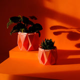 two orange pots with plants inside,  placed on an orange background