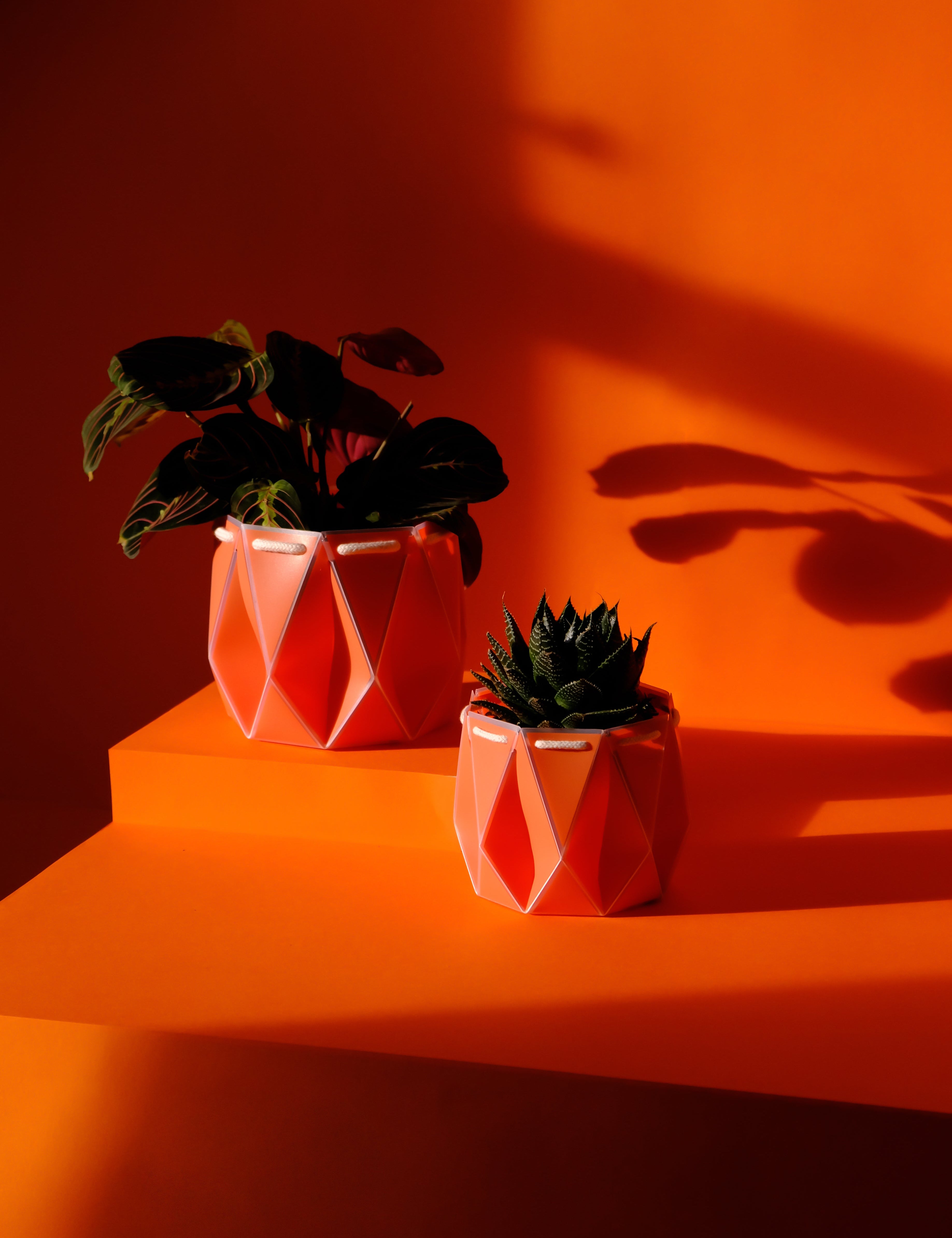 two orange pots with plants inside,  placed on an orange background