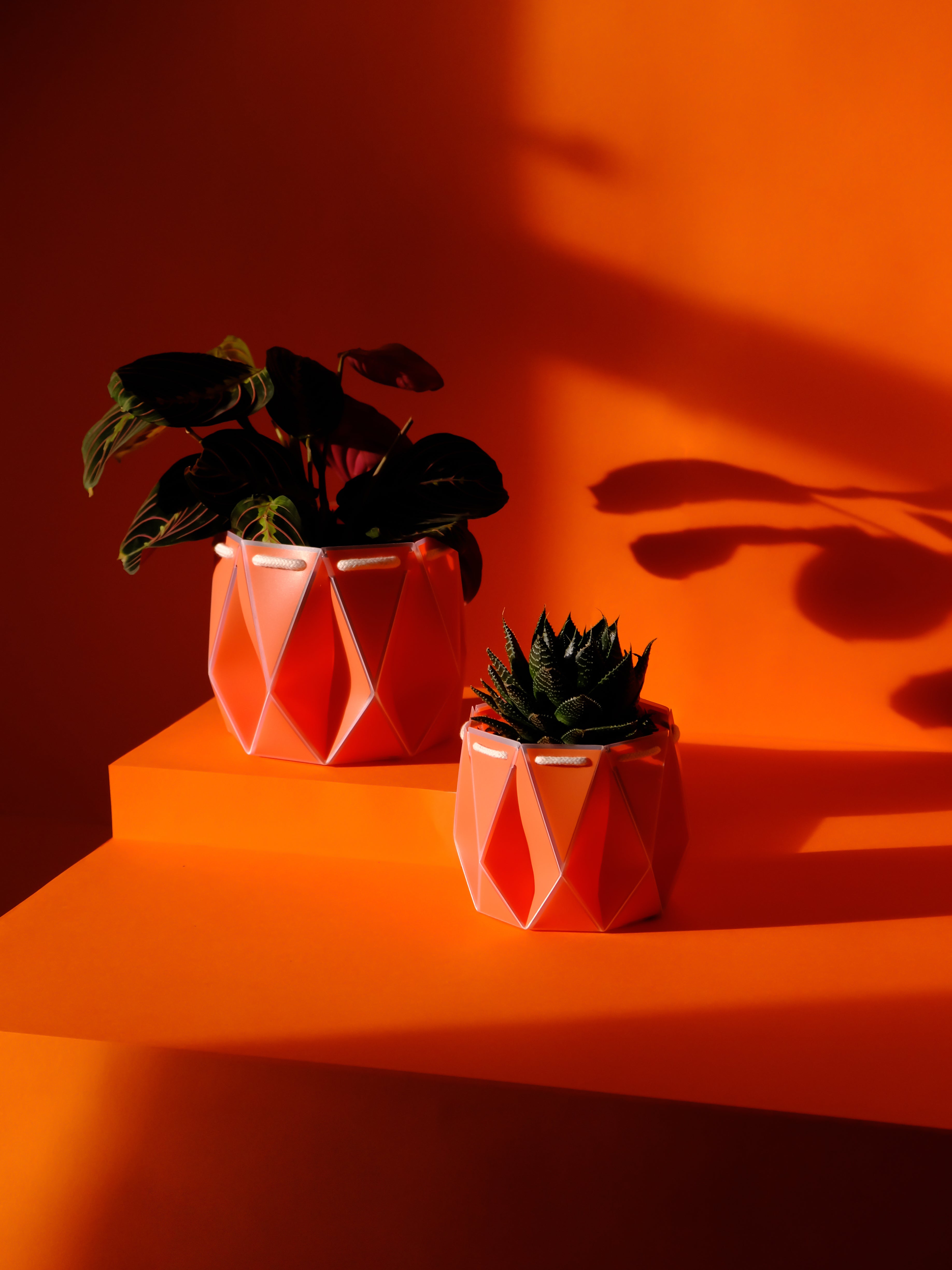 two orange pots with plants inside,  placed on an orange background