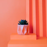 Orange pot with a succulent, placed on a orange background