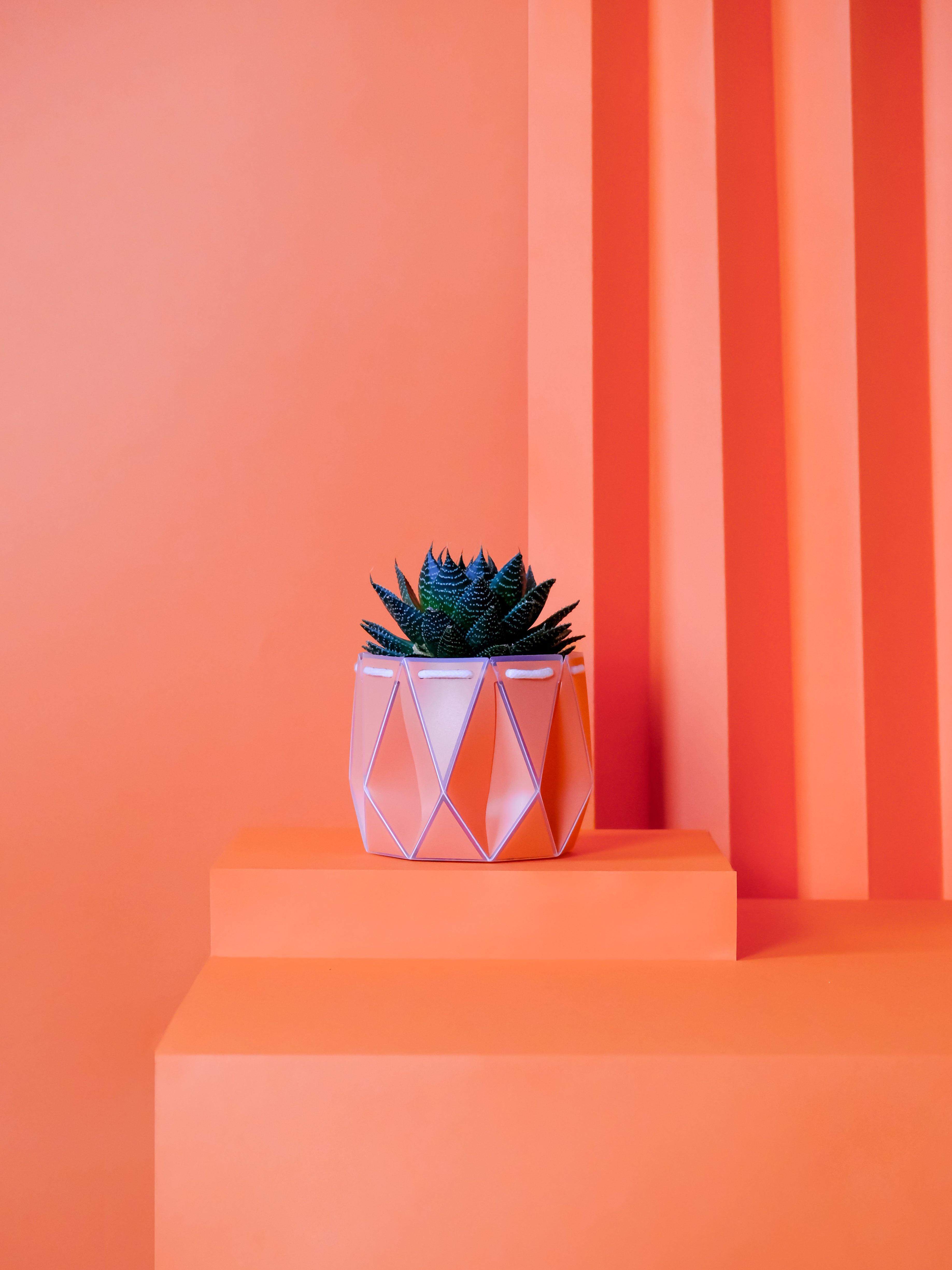 Orange pot with a succulent, placed on a orange background