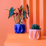 two pots with plants inside, one orange and one blue placed on an orange background