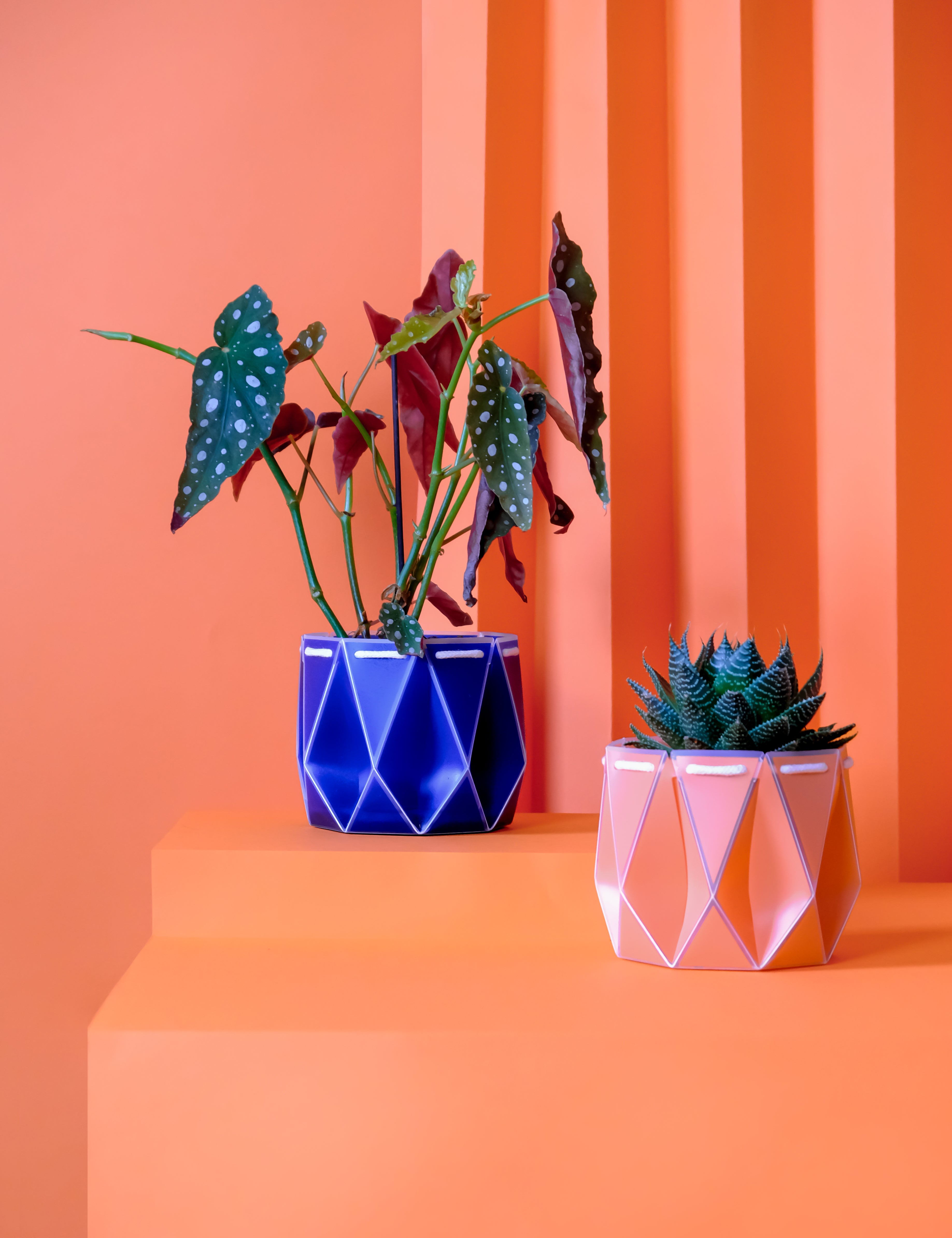 two pots with plants inside, one orange and one blue placed on an orange background