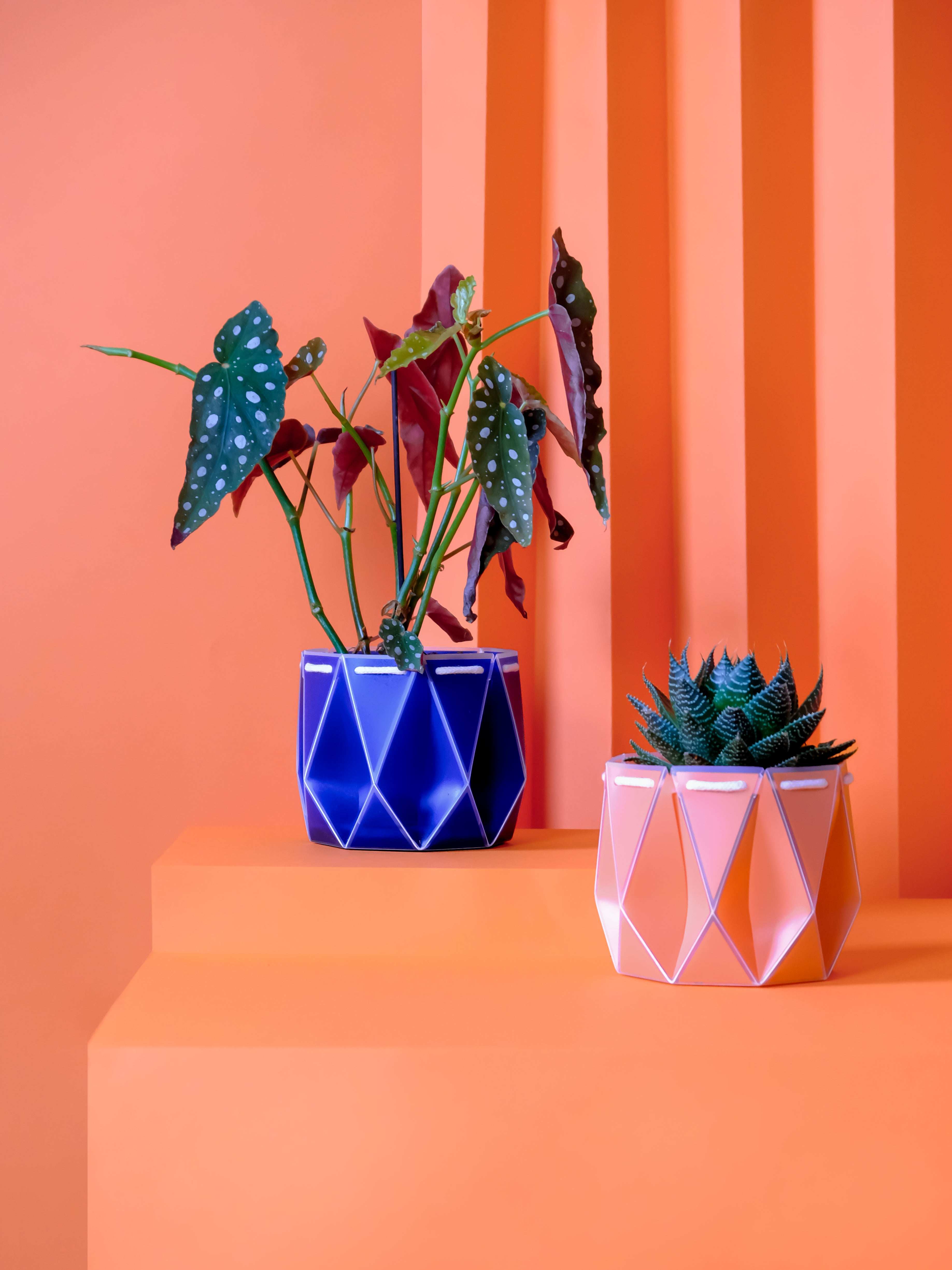 two pots with plants inside, one orange and one blue placed on an orange background