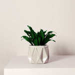 white pot with a plant on it placed on a light background