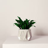 white pot with a plant on it placed on a light background