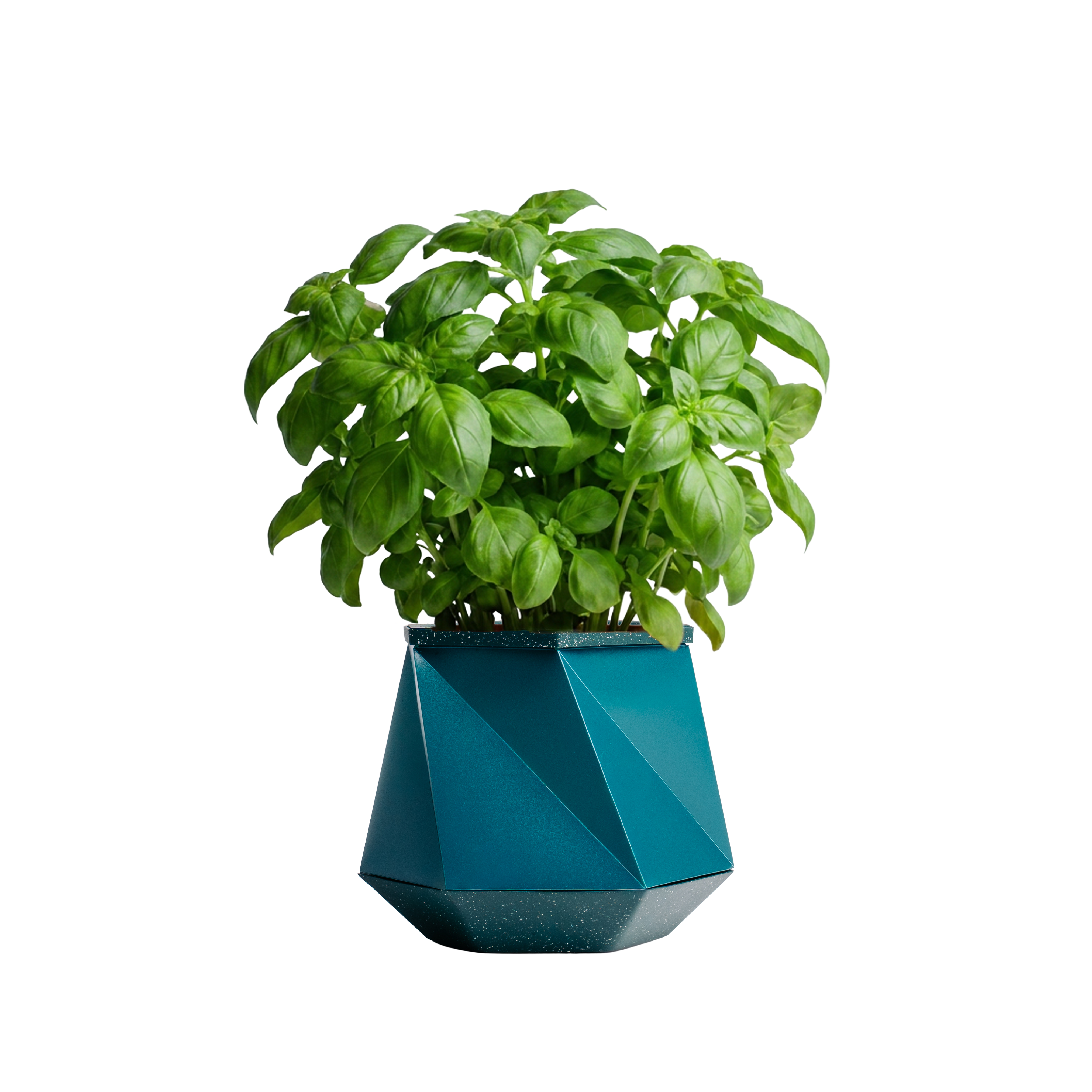 Basil