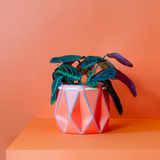 15cm Self-watering POTR Pot | Coral