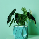 18cm Self-watering POTR Pot | Aqua
