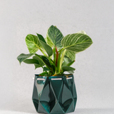 15cm Self-watering Ocean Pot | Deep Green