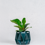11cm Self-watering Ocean Pot | Deep Green