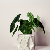 18cm Self-watering POTR Pot | Ivory White