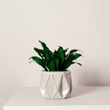 11cm Self-watering POTR Pot | Ivory White