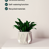 11cm Self-watering POTR Pot | Ivory White
