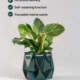 15cm Self-watering Ocean Pot | Deep Green