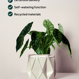 18cm Self-watering POTR Pot | Ivory White