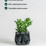11cm Self-watering Ocean Pot | Midnight Green
