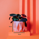 15cm Self-watering POTR Pot | Coral