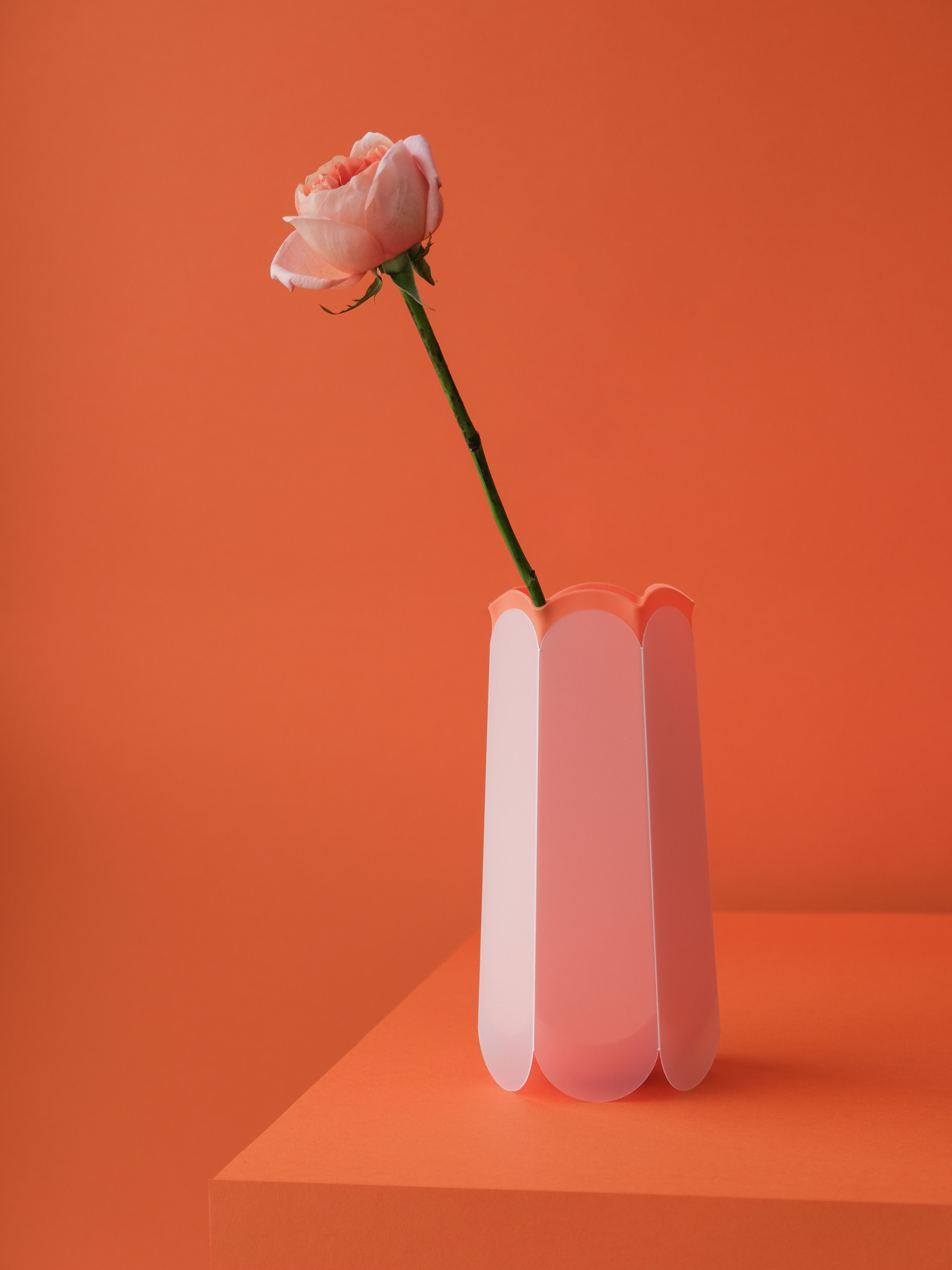 Pink rose in a coral vase against an orange background