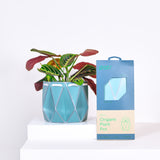 POTR Family | Self-watering Origami Planters