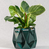 15cm Self-watering Ocean Pot | Deep Green