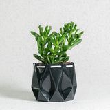 11cm Self-watering Ocean Pot | Midnight Green