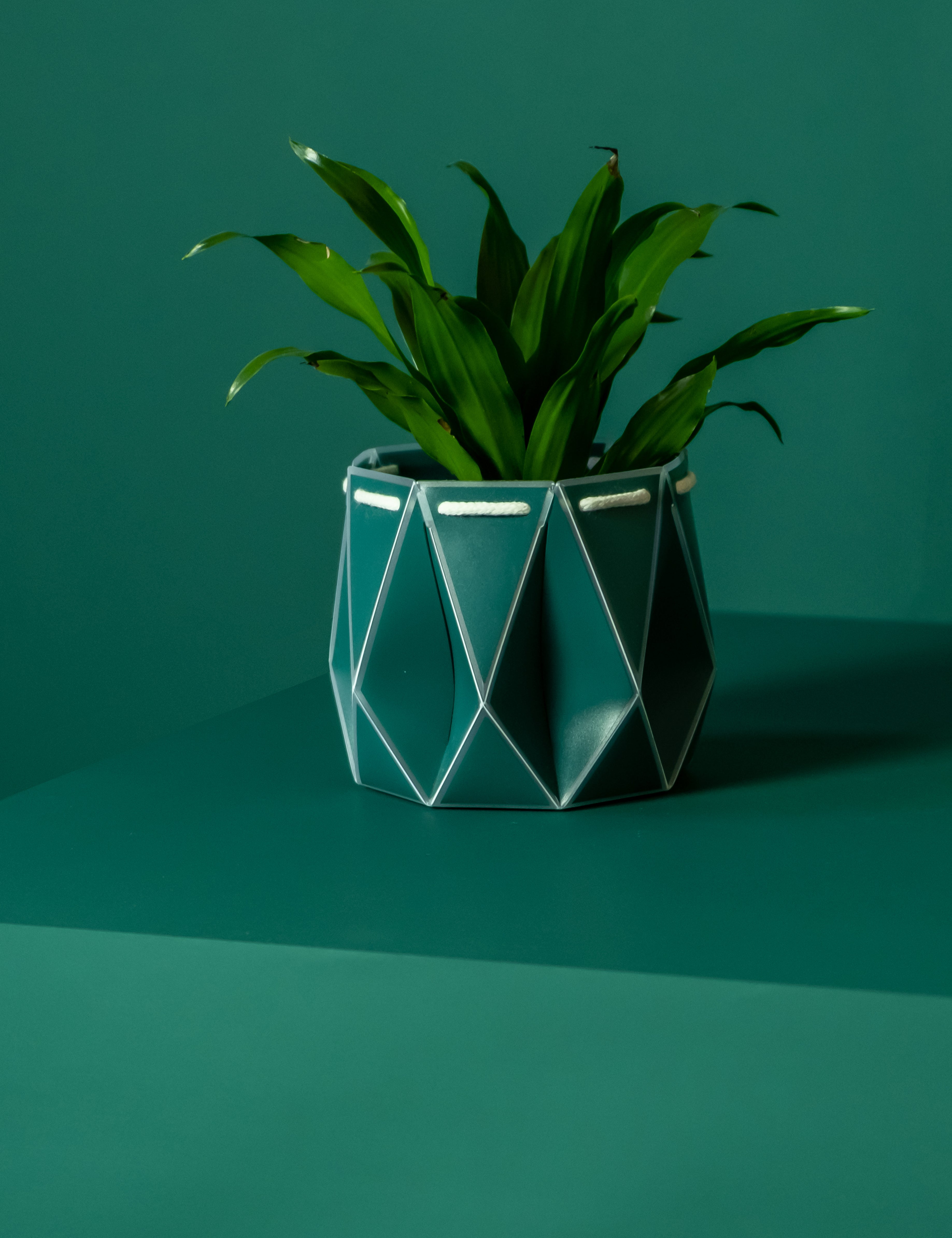 Pine green flat pack origami eco self-watering plant pot.