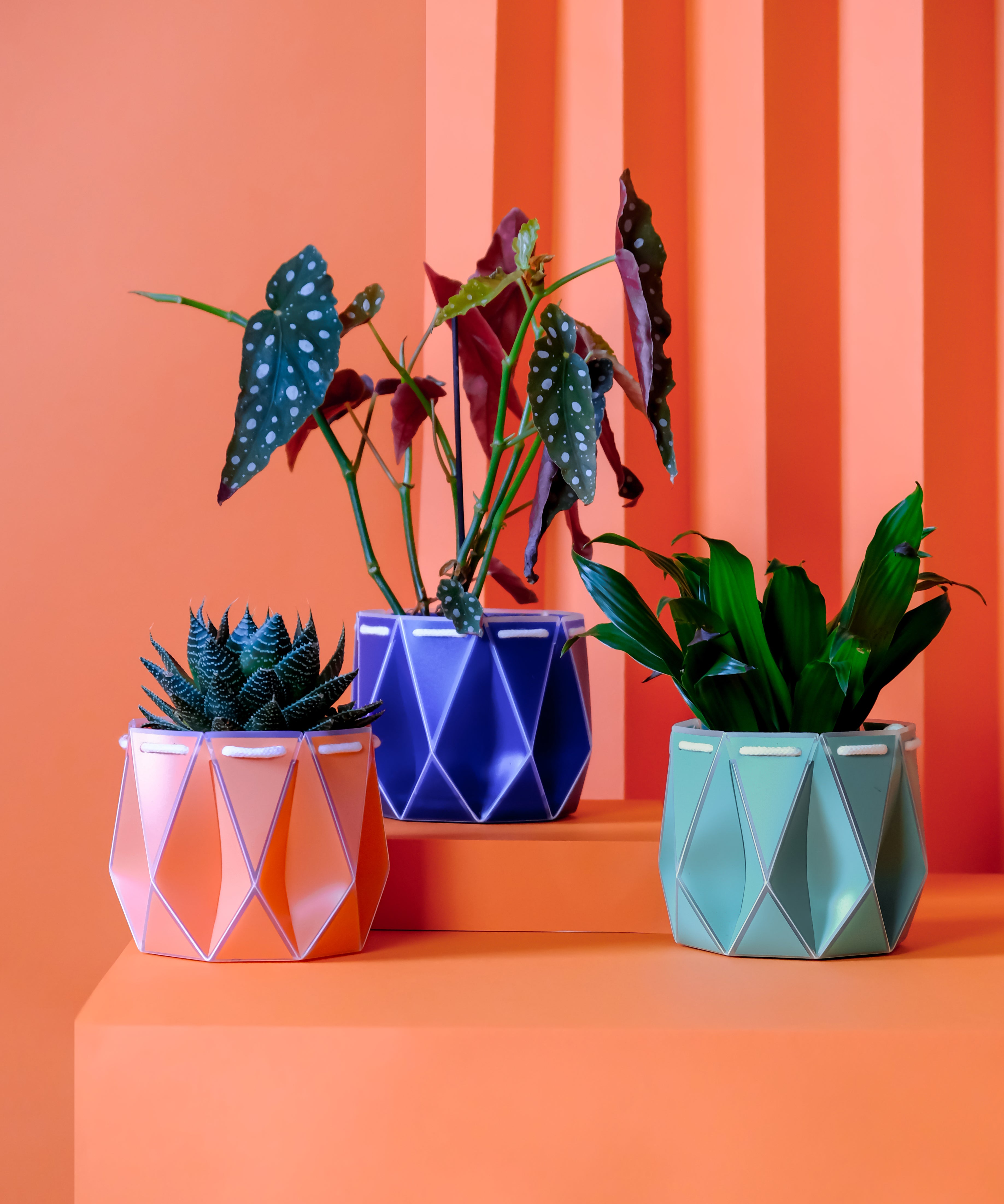 Three different color pots with plants on an orange surface and striped background
