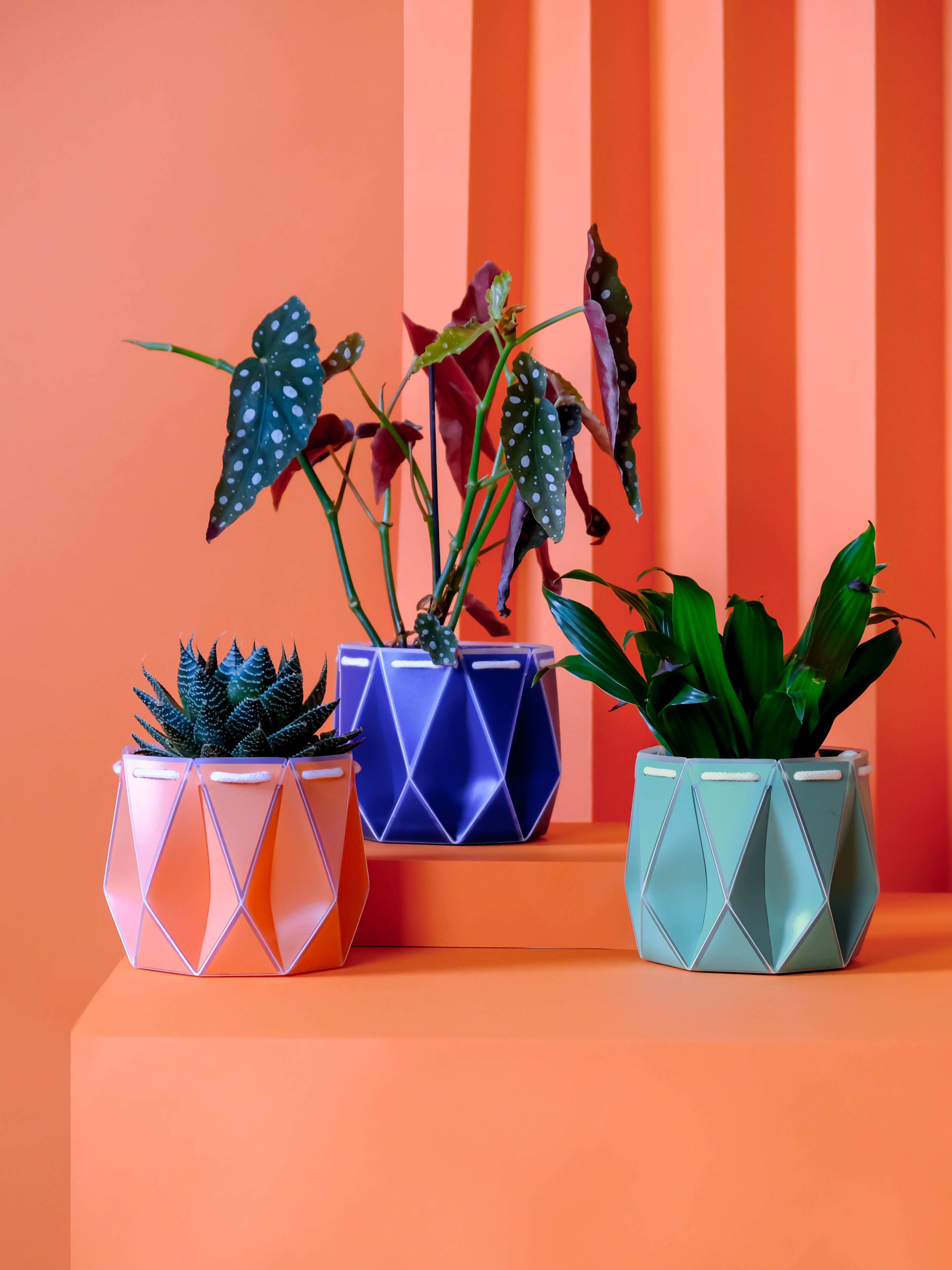 Three different color pots with plants on an orange surface and striped background