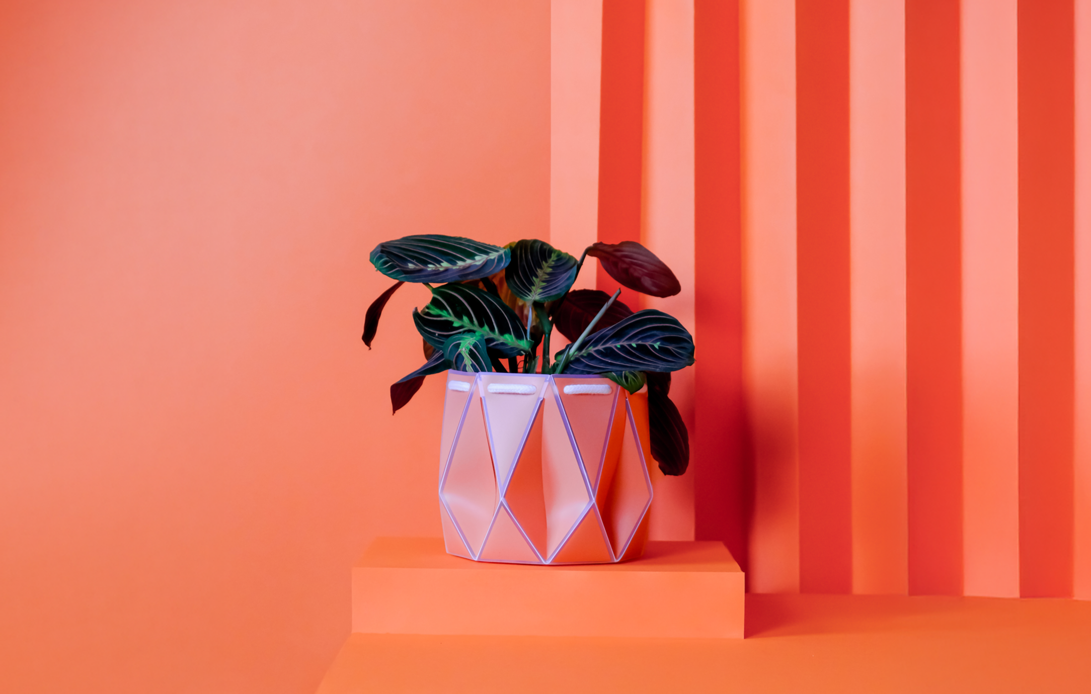 Potted plant on a pedestal against an orange background with vertical stripes