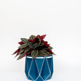 10cm POTR Pot Trio | Coloured Pots