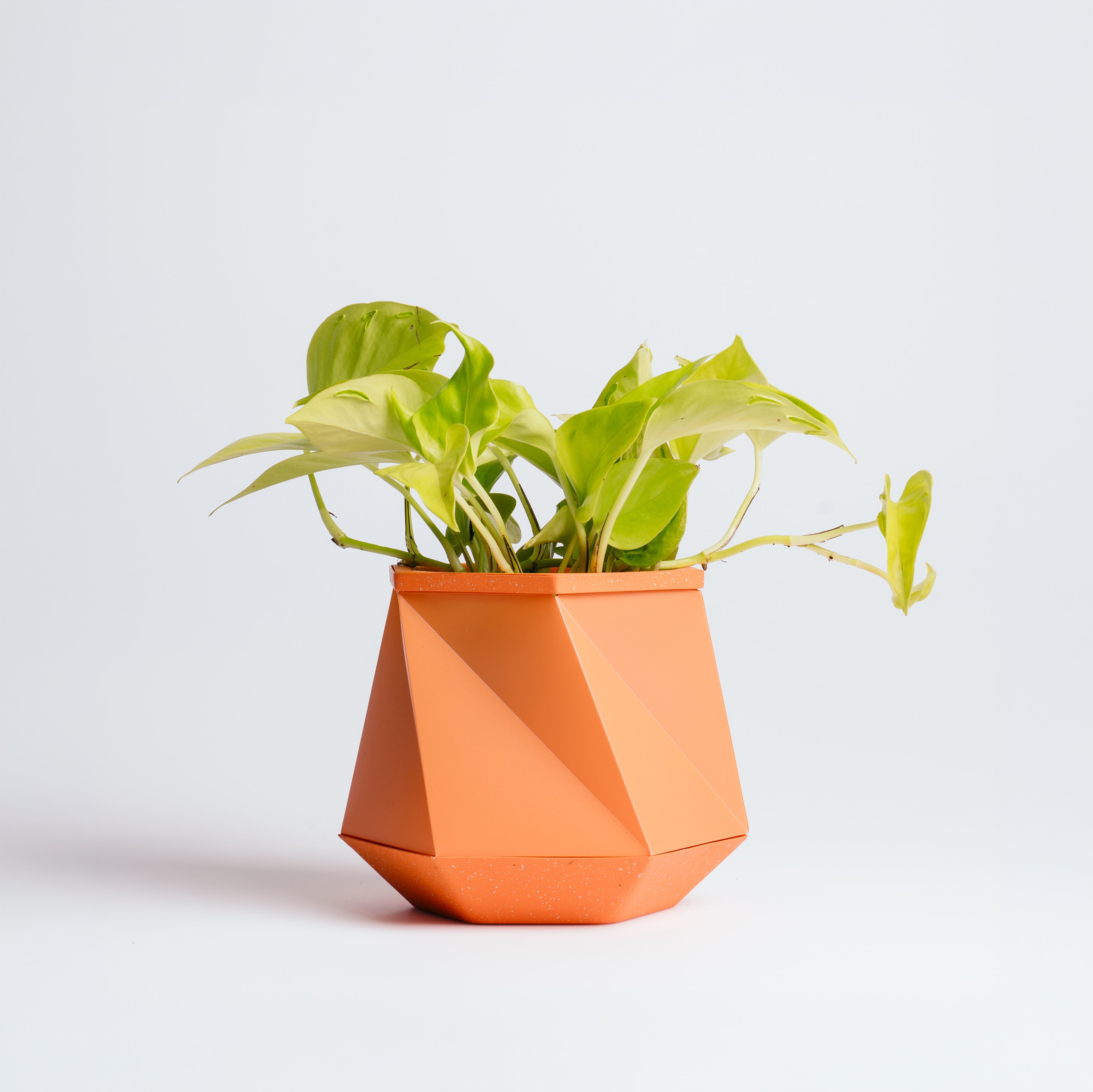 Coral Helix pot