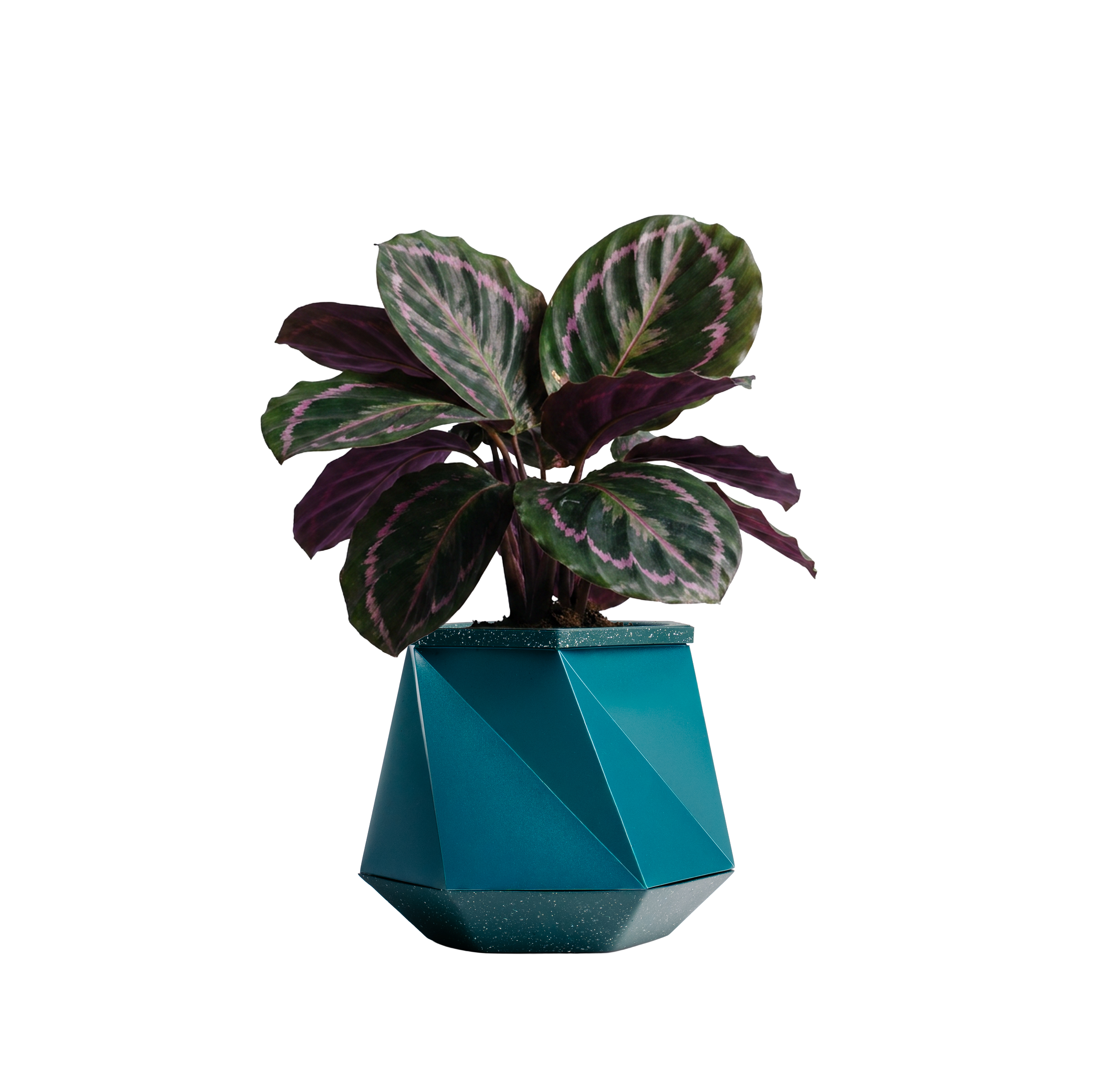 Houseplant