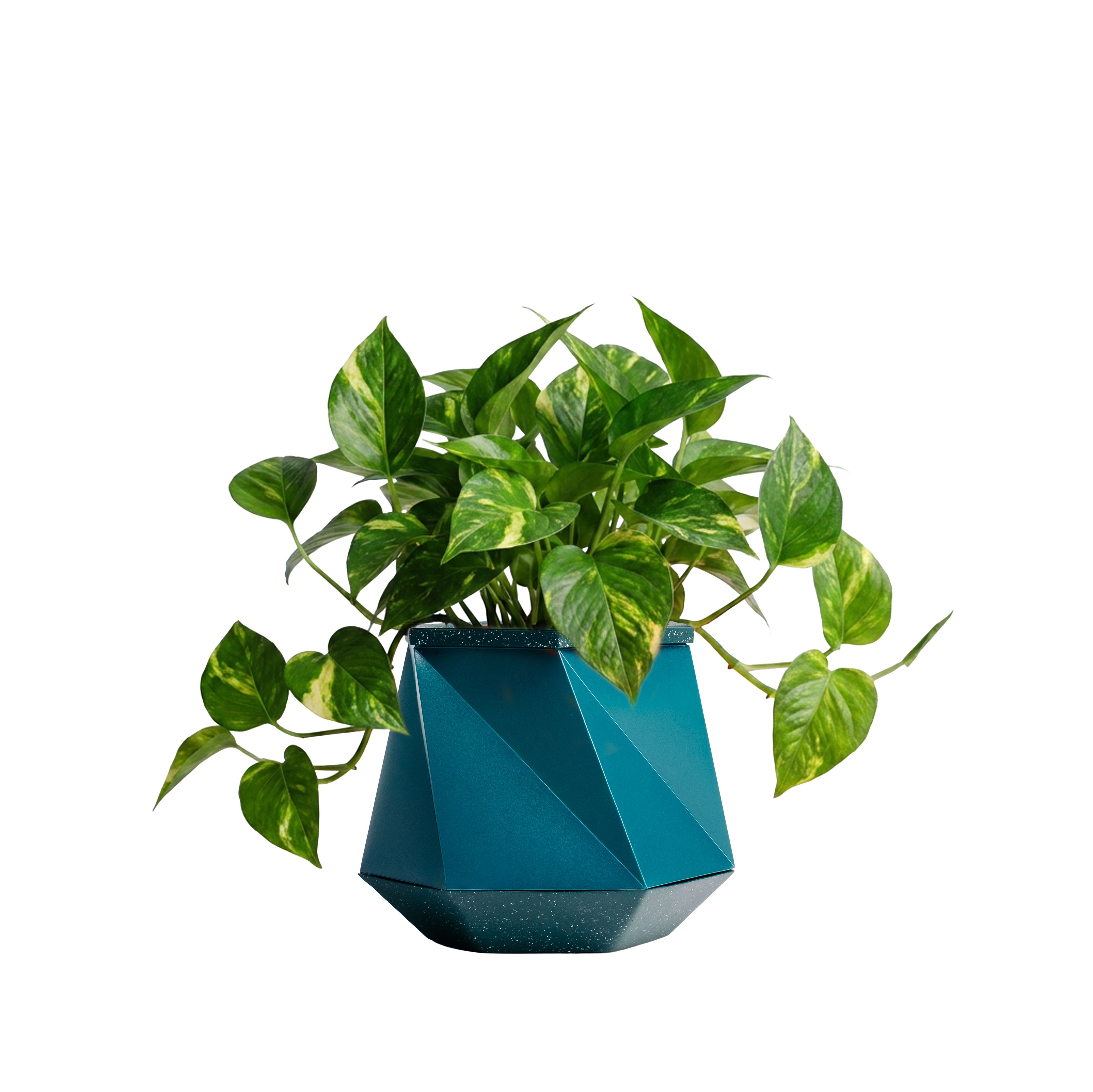 Ivy
