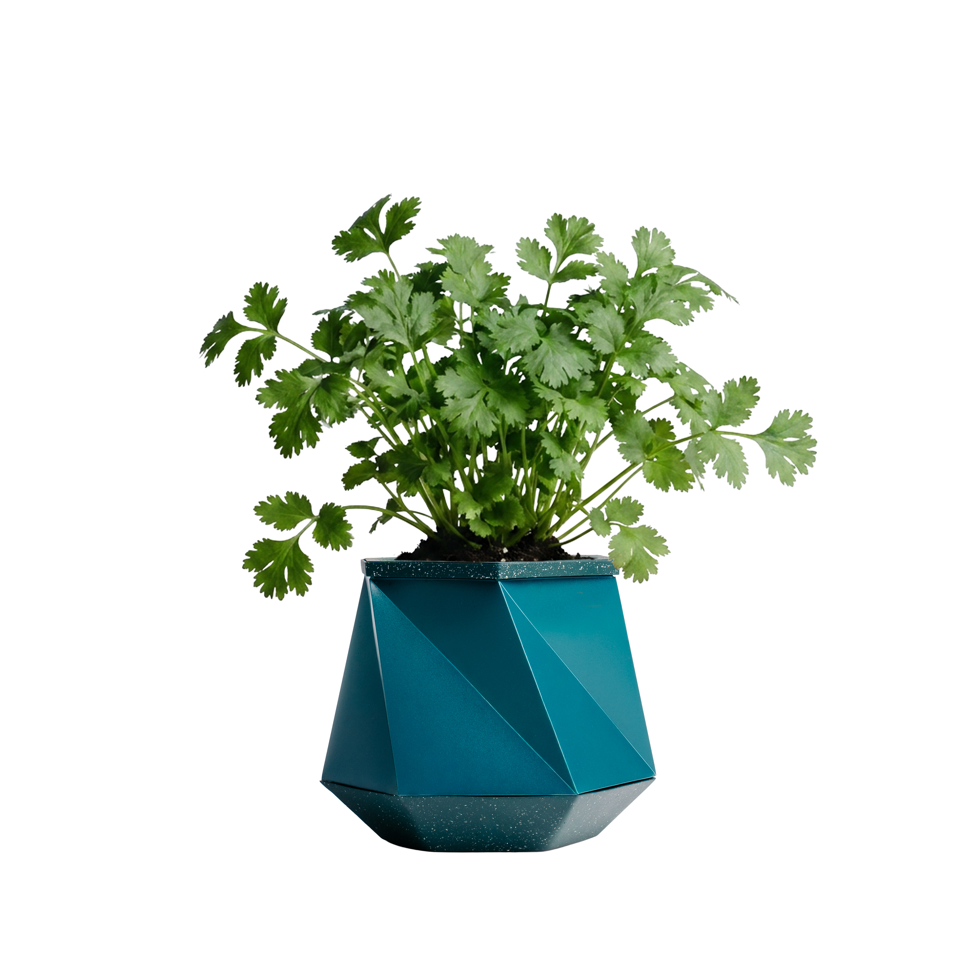 Parsley
