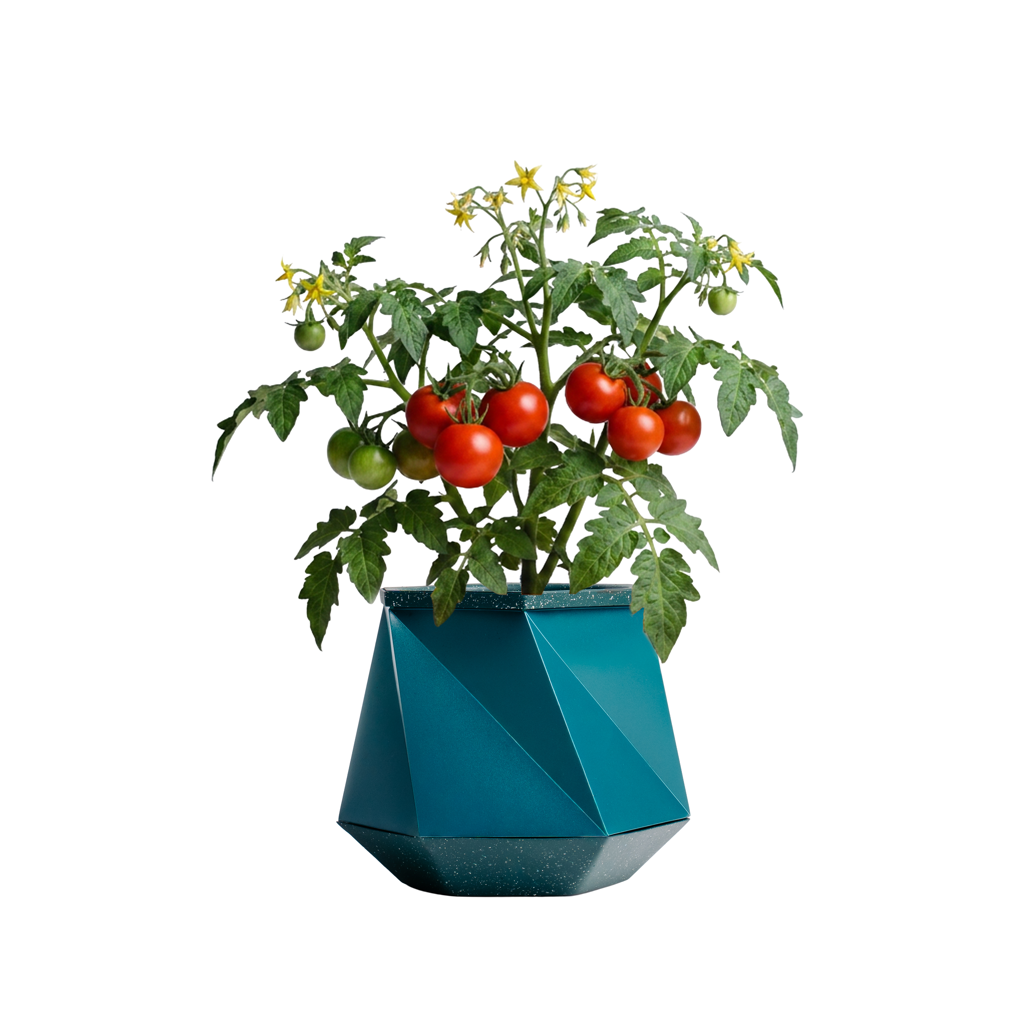 Tomato